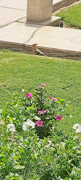 Gartenanlage Shams Prestige Abu Soma-Adults Only