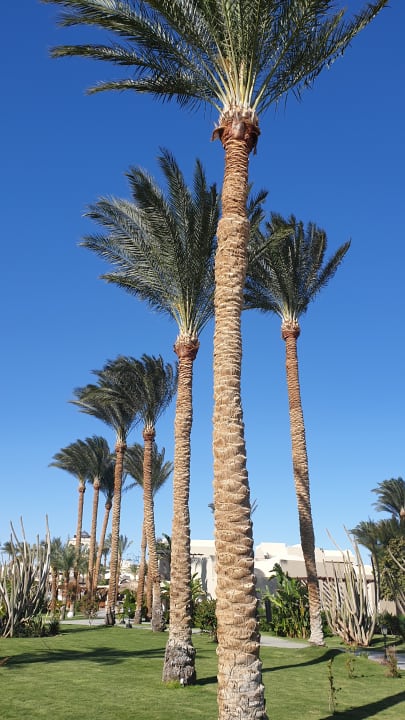 Strand Jaz Makadi Blue - TUI BLUE Makadi - Adults Friendly 16 Years Plus