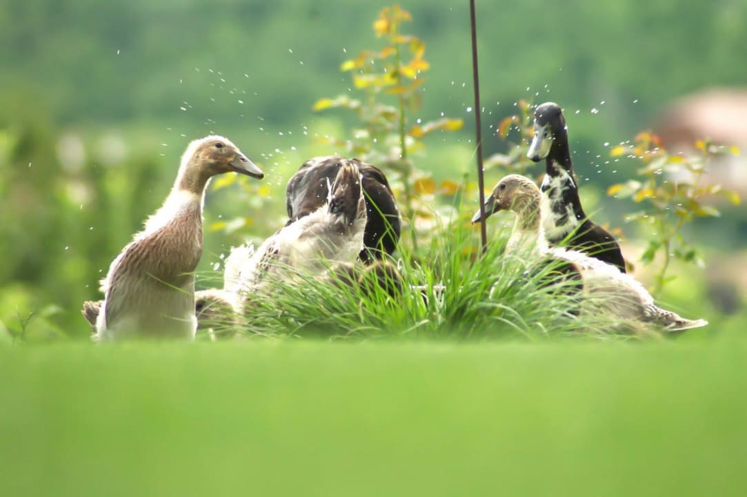 Unsere Laufenten Ferienwohnung Dorfweber