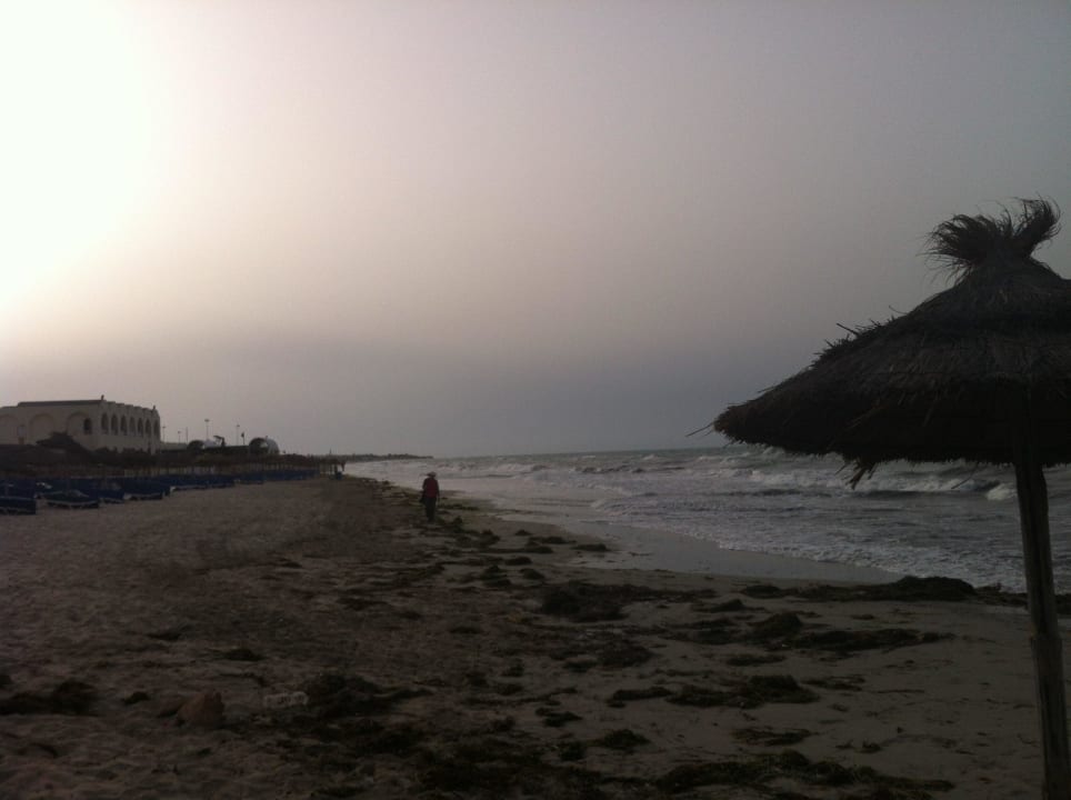 Leider sehr viel Seegras angespült  The Ksar Djerba Charming Hotel & SPA