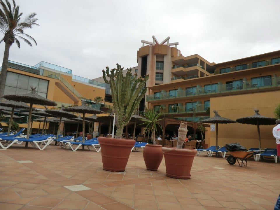 Snackbar,Pool, Liegen SBH Club Paraiso Playa