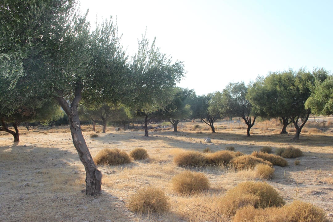 Gaj oliwny przy hotelu Hotel Golden Odyssey