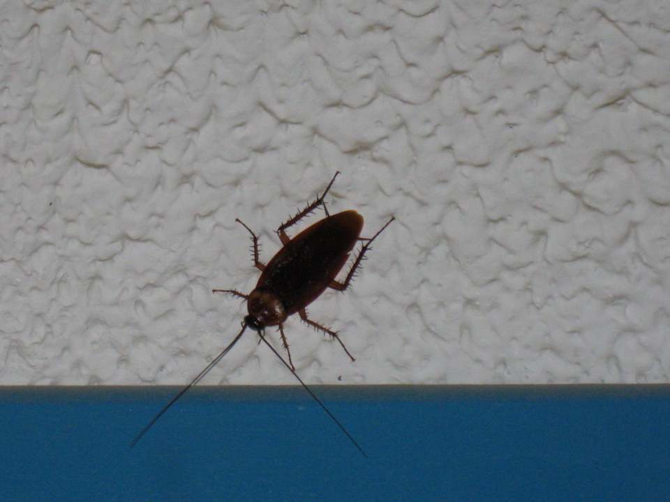 Einige Haustiere gab s auch ih Mirage Bay Resort & Aqua Park