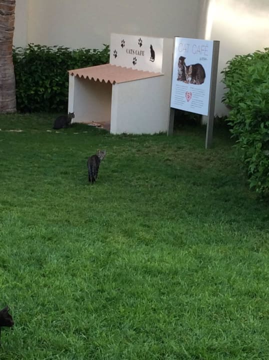 Cats Cafe Hotel Riu Karamboa