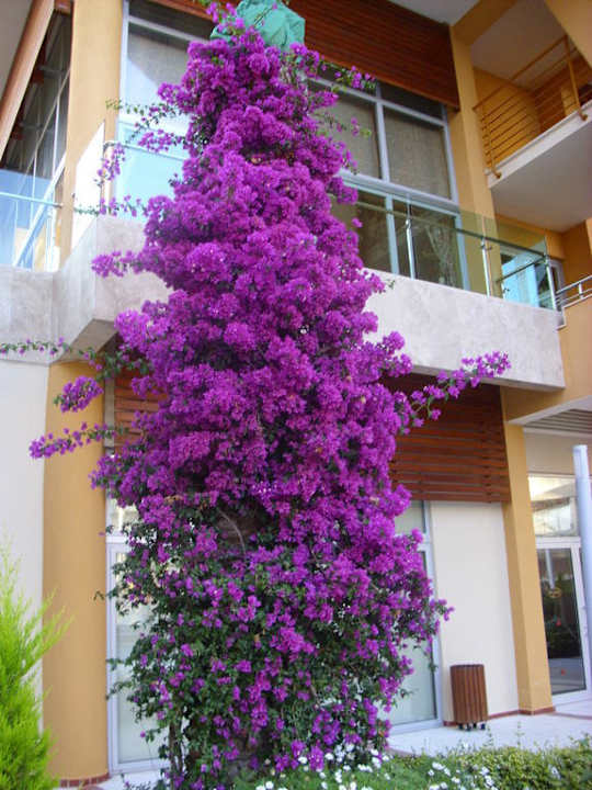 Blütenpracht Alaiye Resort & Spa
