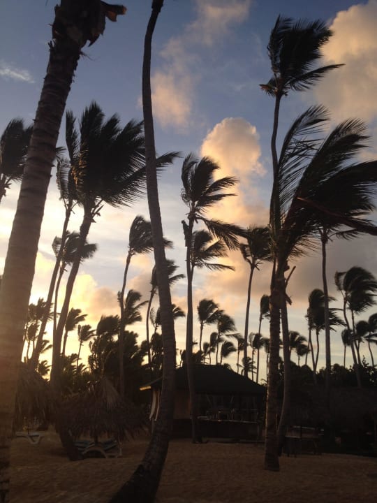 Mann auf der palme Grand Sirenis Punta Cana Resort & Aquagames
