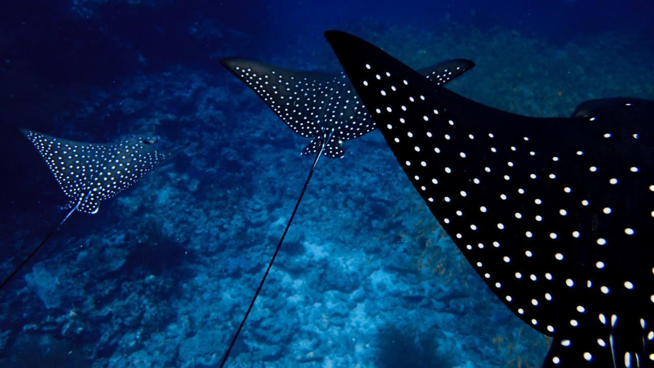 Sport & Freizeit Boutique Beach All Inclusive Diving Hotel