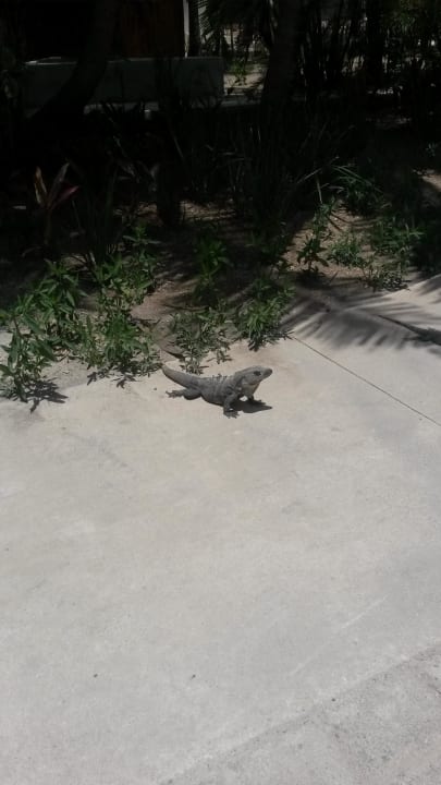 Leguan Akumal Bay Beach & Wellness Resort