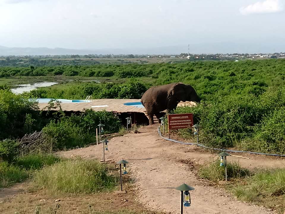 Ausblick Buffalo Safari Lodge