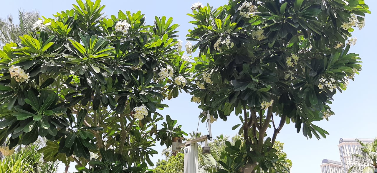 Gartenanlage Grand Hyatt Dubai