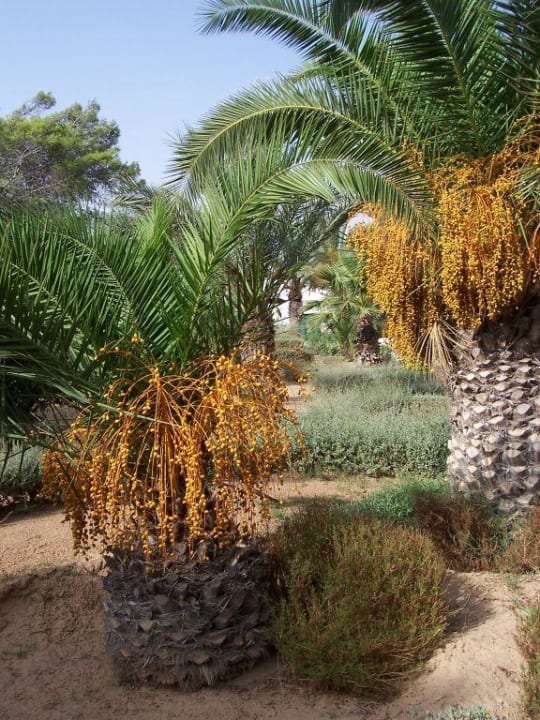 Palmen Hotel Sangho Club Zarzis