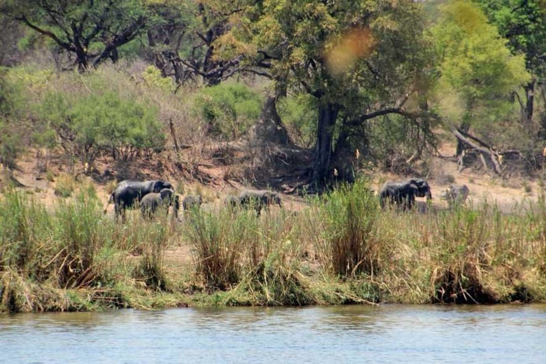 Ausblick vom Zelt Hotel Ndhovu Safari Lodge