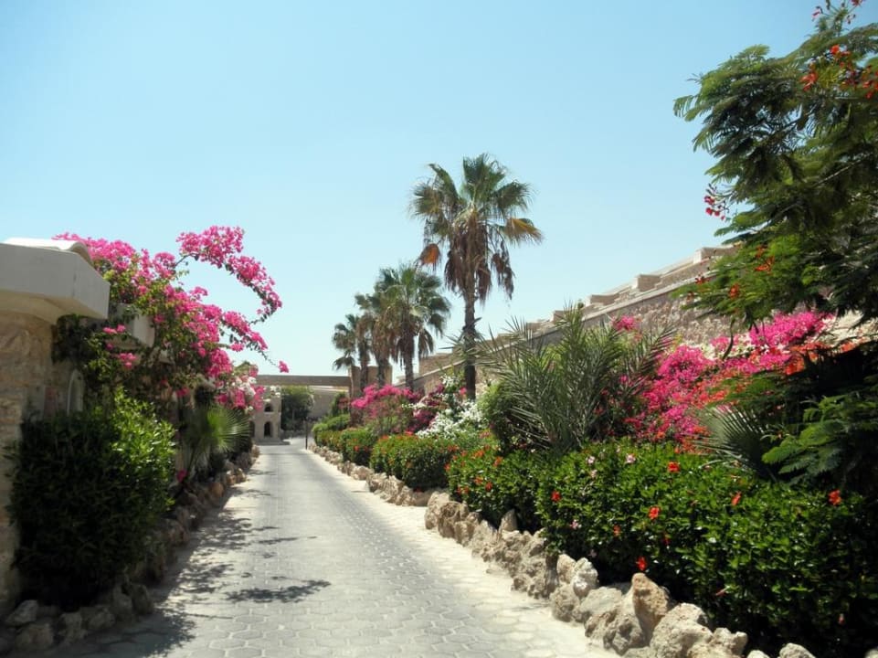 Райские сады Цитадели Pickalbatros Citadel Resort