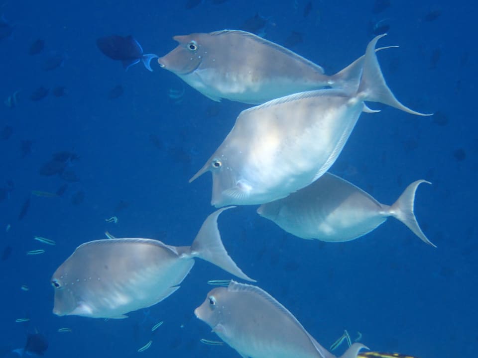 Sonstiges NH Collection Maldives Reethi Resort