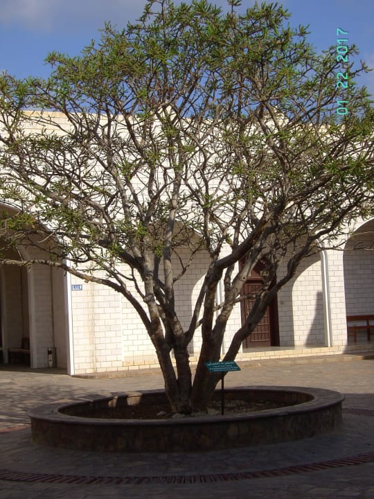 Drzewo kadzidłowe Salalah Rotana Resort