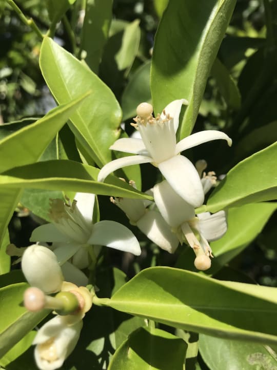 Gartenanlage Dream World Aqua Hotel