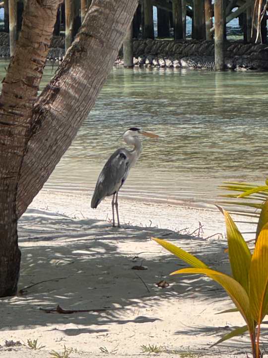 Sonstiges Kuredu Island Resort & Spa