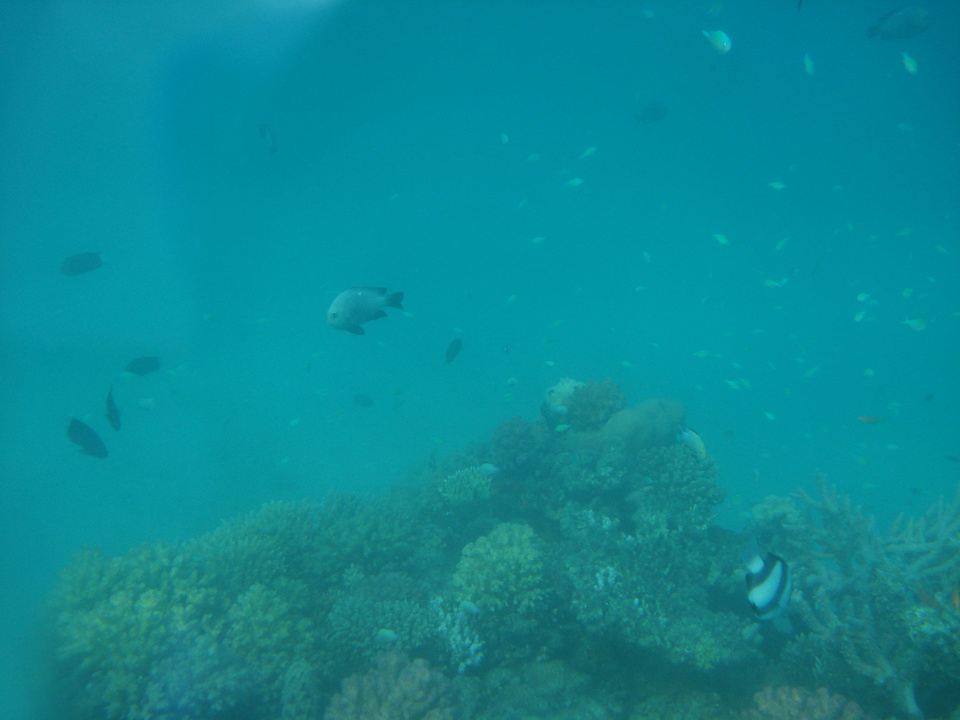 Schöne Korallen zum Schnorcheln Shams Prestige Abu Soma-Adults Only