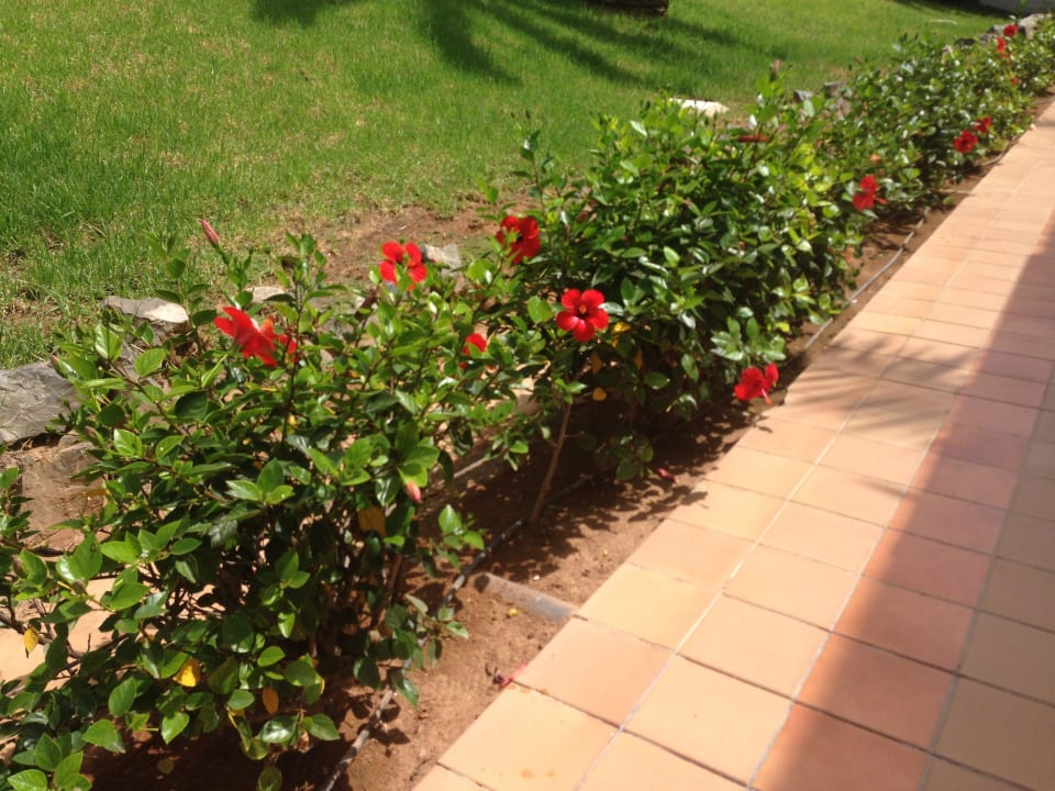 Jardin Hotel Riu Gran Canaria