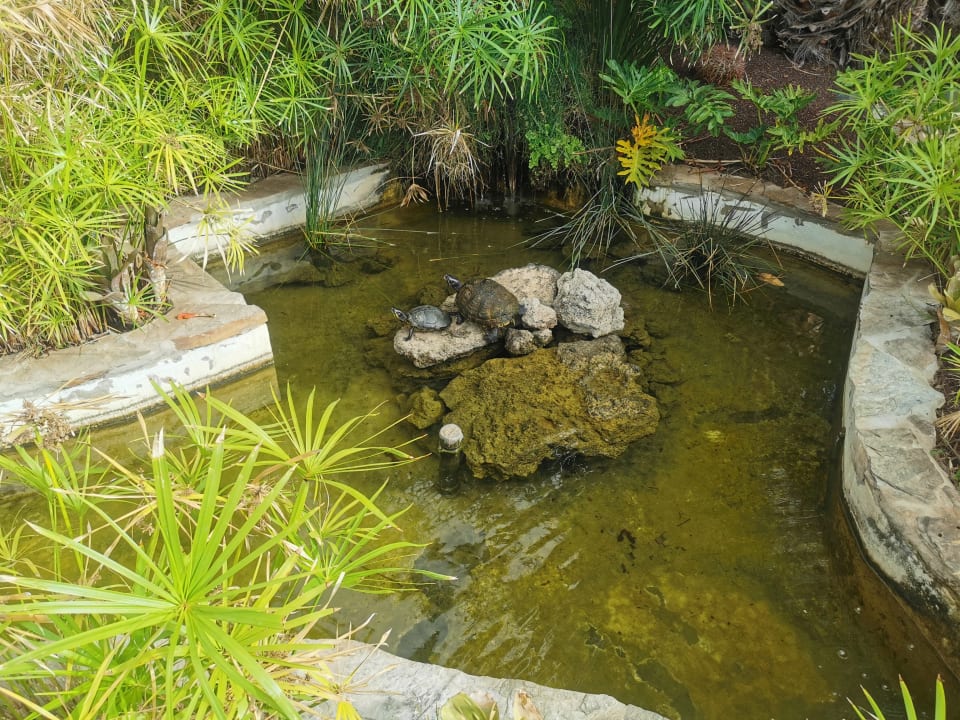 Gartenanlage ROBINSON ESQUINZO PLAYA