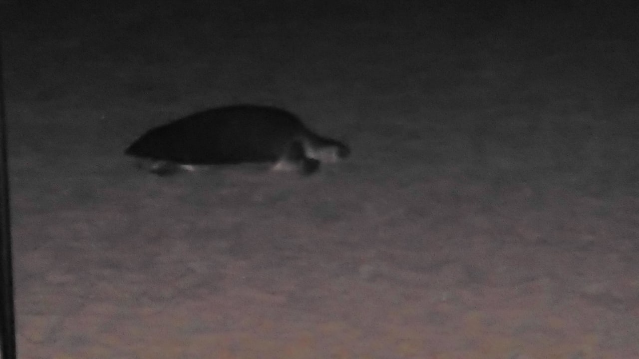 Sie kam plötzlich aus dem Nichts zur Eiablage Hotel Bentota Village