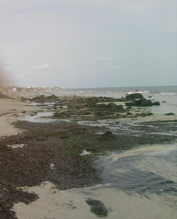 Verfaultes Seegrass Sentido Djerba Beach