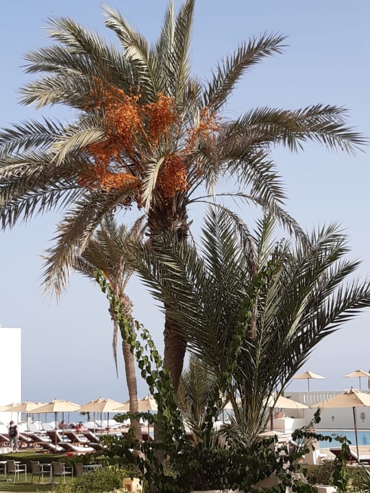 Gartenanlage Ulysse Djerba Thalasso & Spa