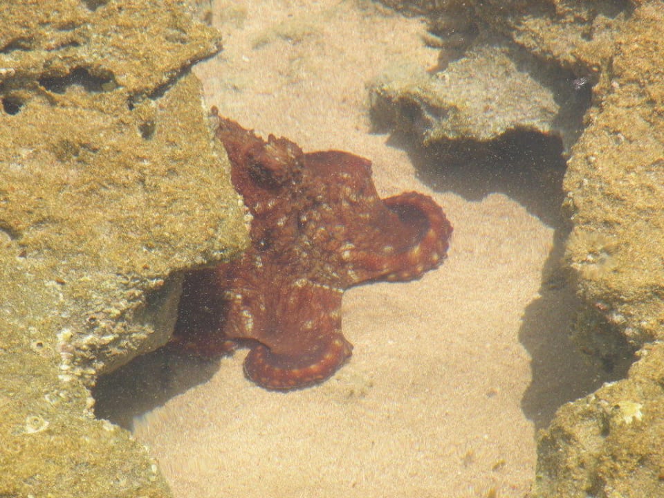 Krake Siva Golden Bay Makadi