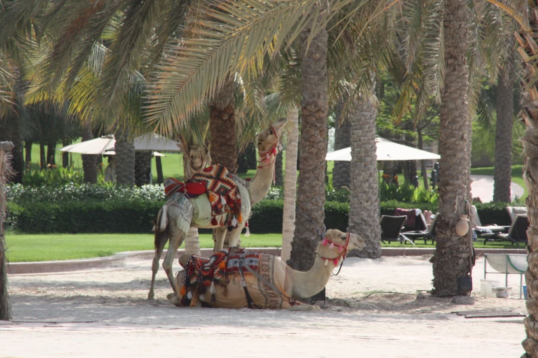 Kamele für die Hotelgäste Emirates Palace Mandarin Oriental
