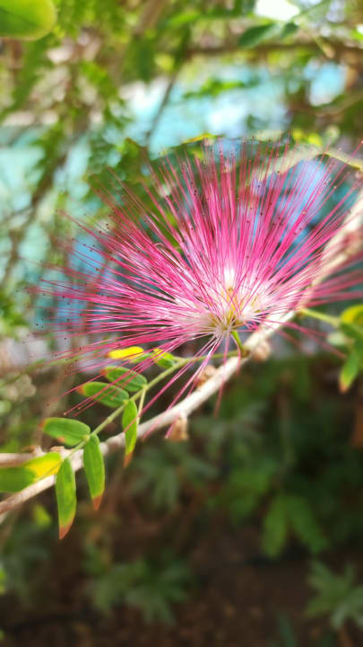 Gartenanlage Grand Waterworld Makadi & Family Star Makadi