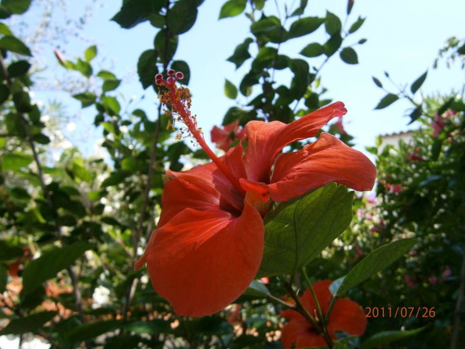 Hibiskus TUI MAGIC LIFE Cala Pada