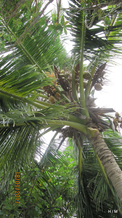 Gartenanlage Embudu Village