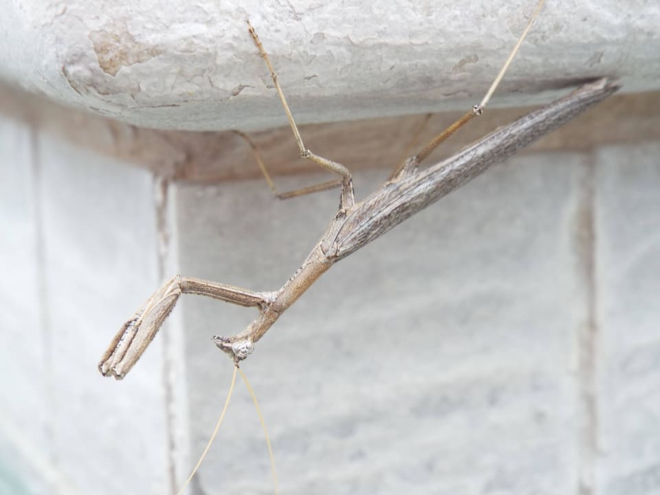 Gottesanbeterin kopfüber am Poolrand Mushara Bush Camp
