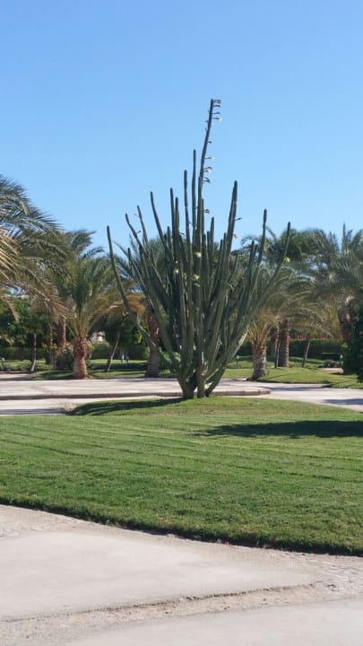 Gartenanlage Desert Rose