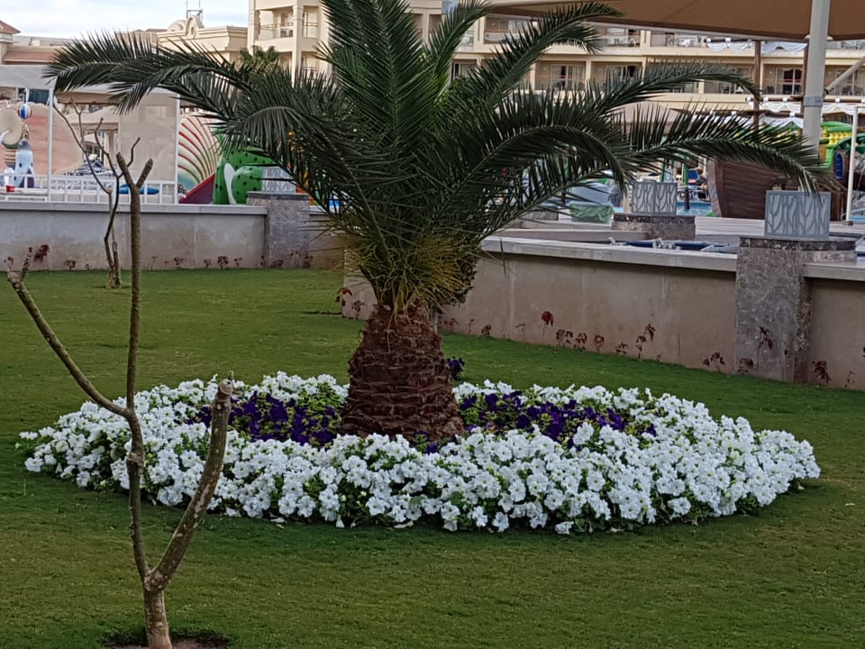 Gartenanlage Pickalbatros White Beach Resort - Hurghada
