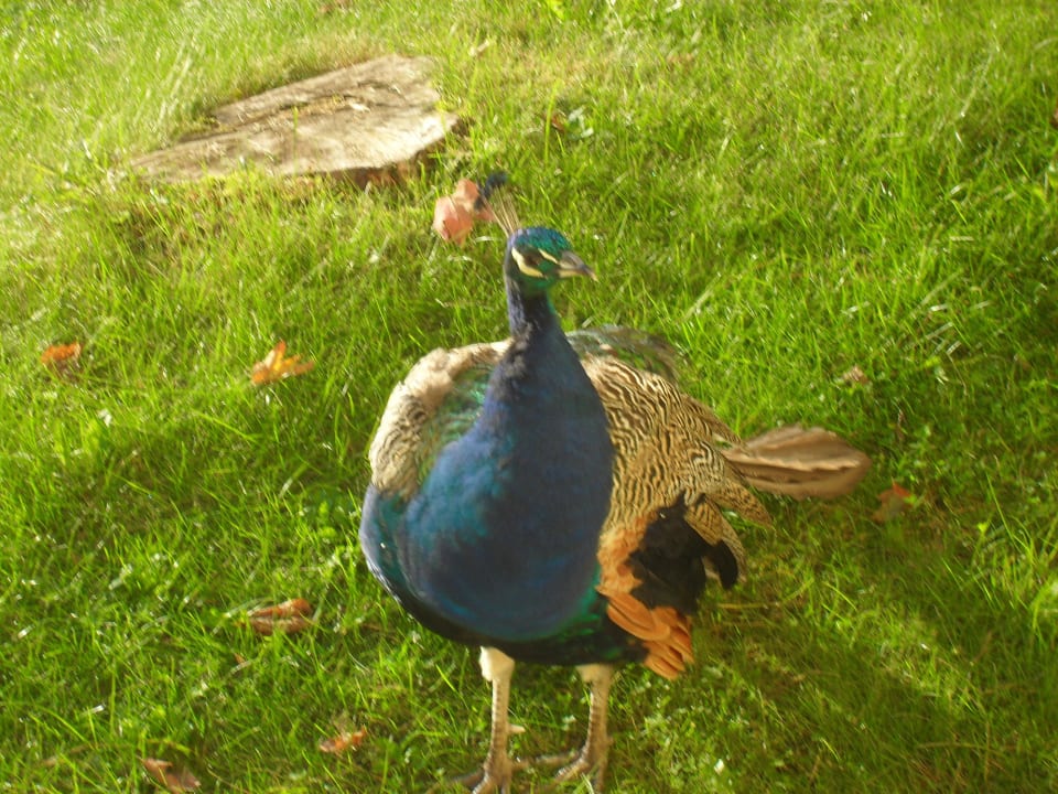 Garten Hotel Bursztynowy Palac