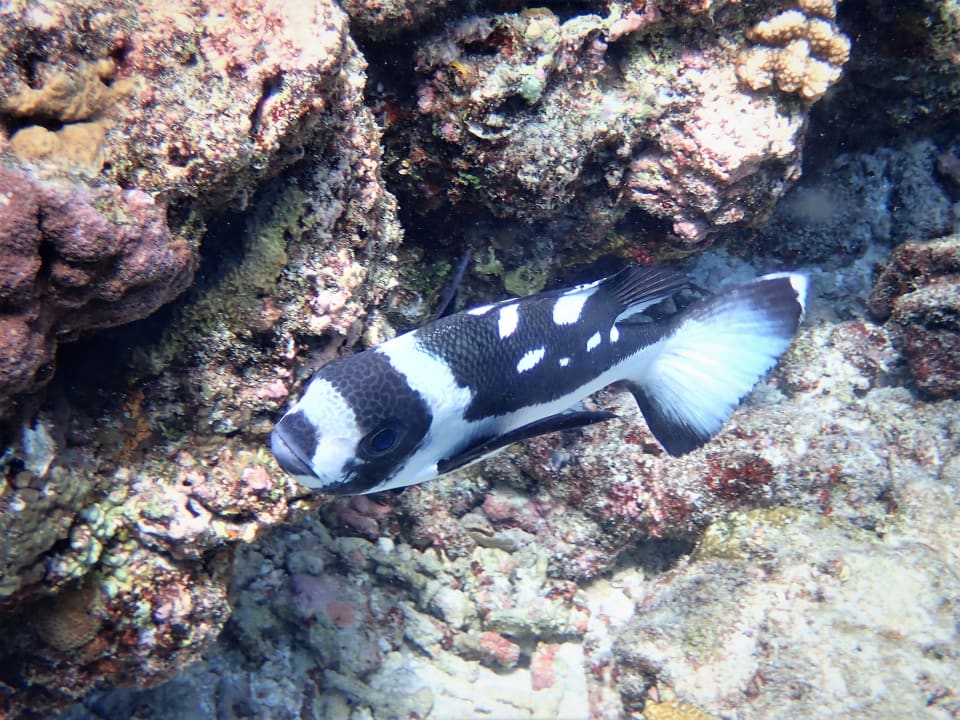 Sport & Freizeit NH Collection Maldives Reethi Resort