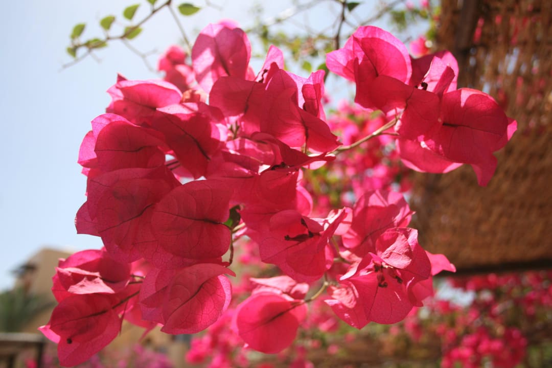 Blüten Steigenberger Coraya Beach - Adults only