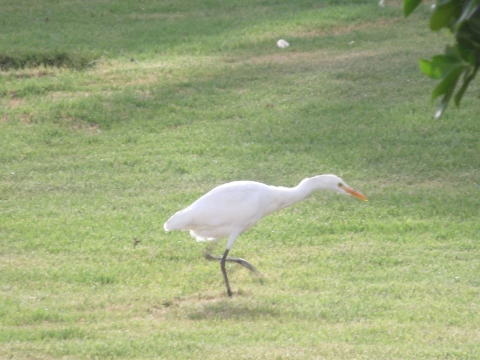 Schöne Vögel SUNRISE Royal Makadi Resort