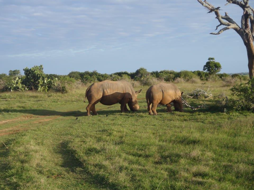Safari im Game Reserve Kariega Game Reserve - Main Lodge