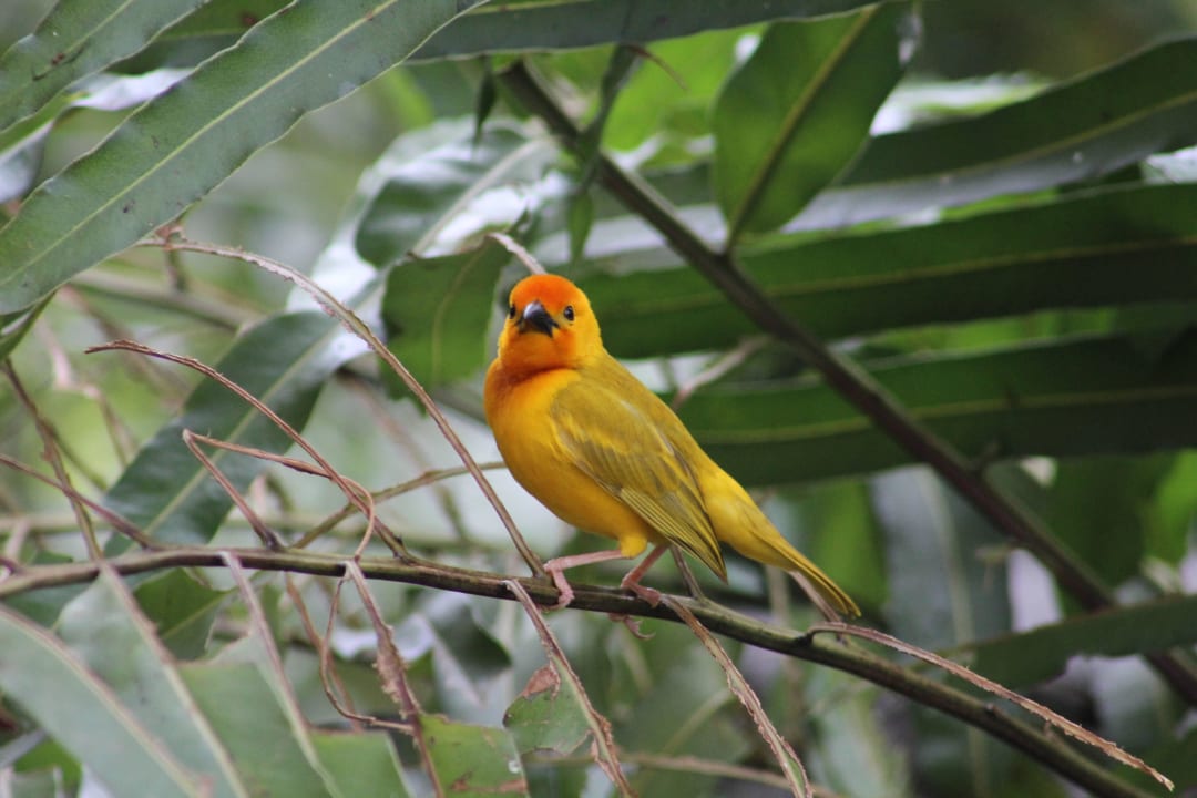 Vogel Hotel Southern Palms Beach Resort