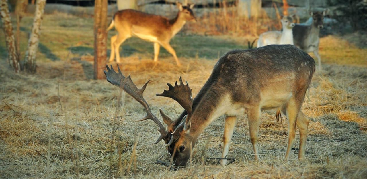 Odwiedziny zwierząt Zamek Księża Góra