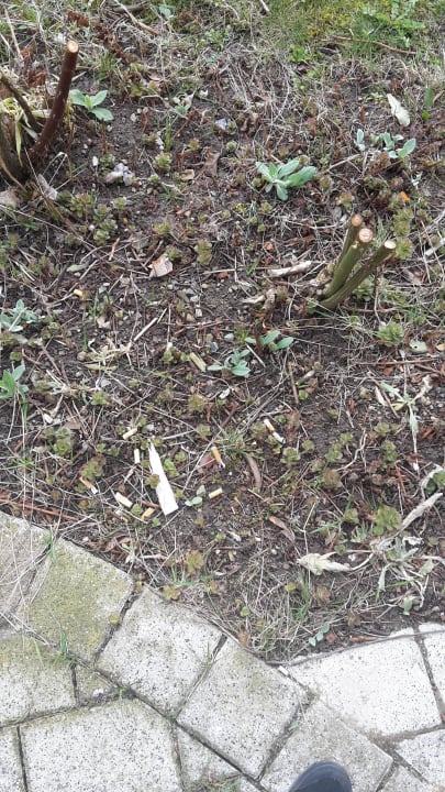 Zigarettenkippen Villa Ostseeland FeWo