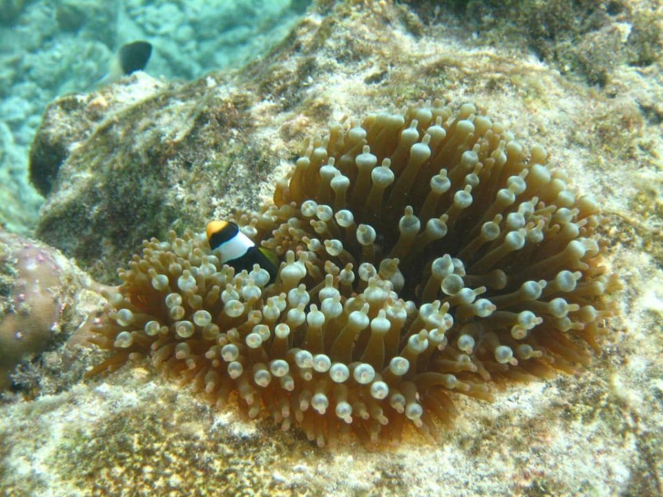 Nemo Adaaran Select Hudhuran Fushi - Premium All Inclusive