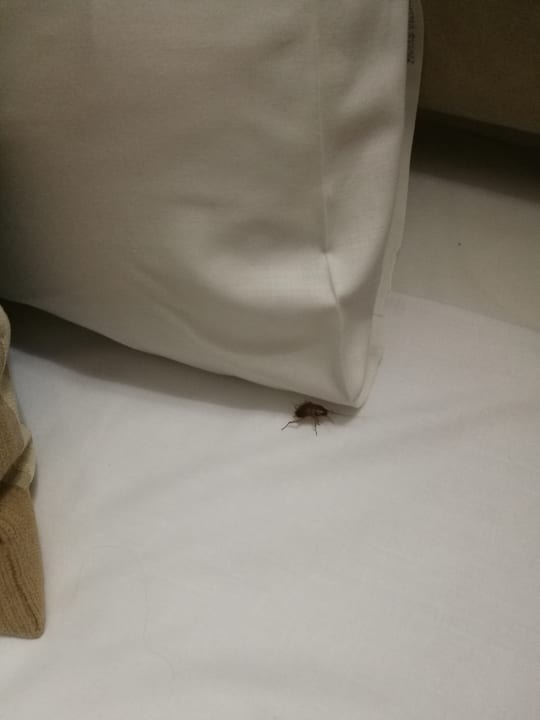 Zimmer Atlantica Callisto