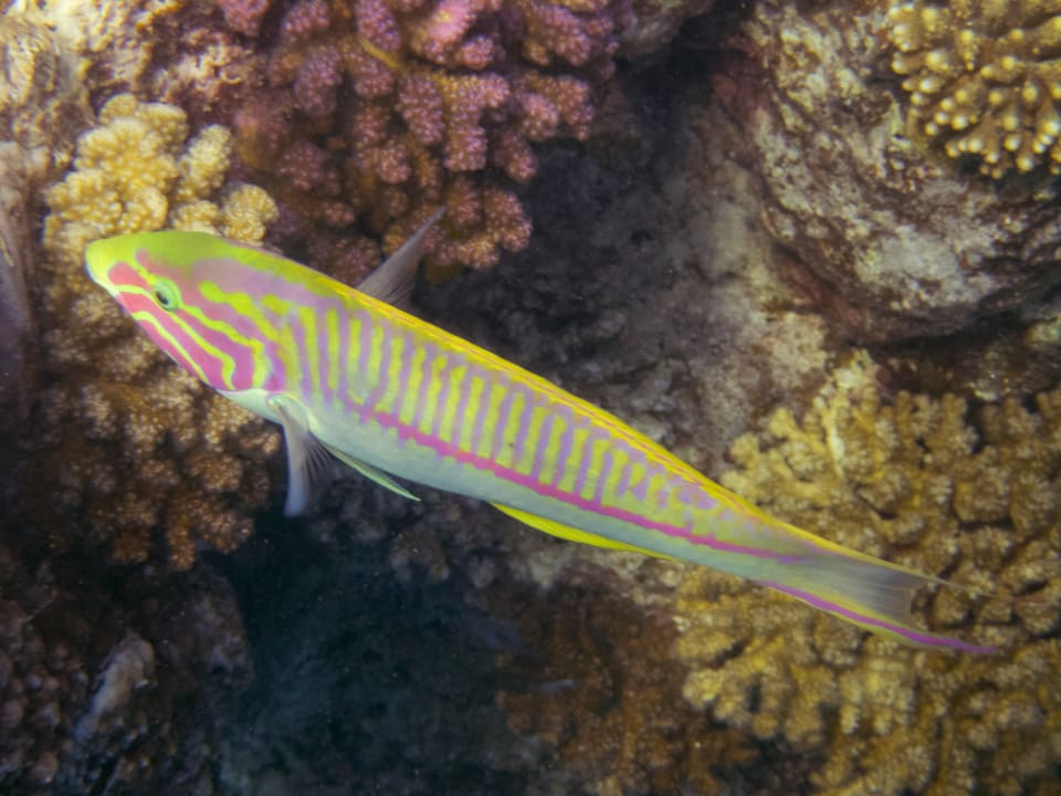 Sport & Freizeit Steigenberger Coraya Beach - Adults only