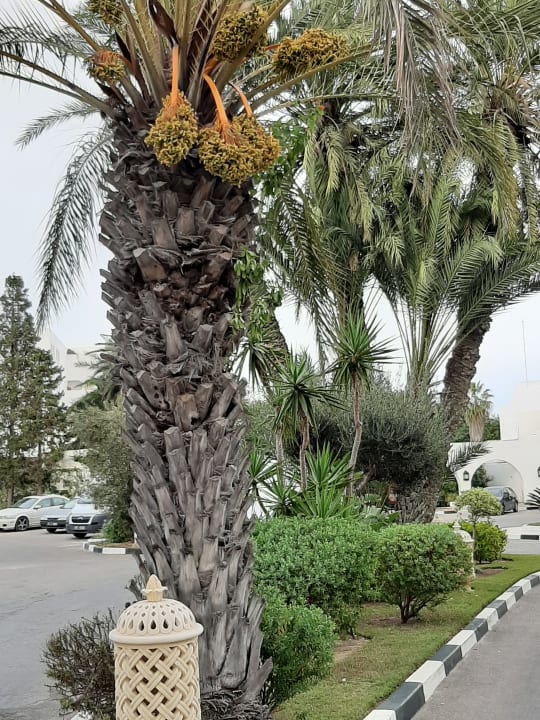Gartenanlage Marhaba Royal Salem