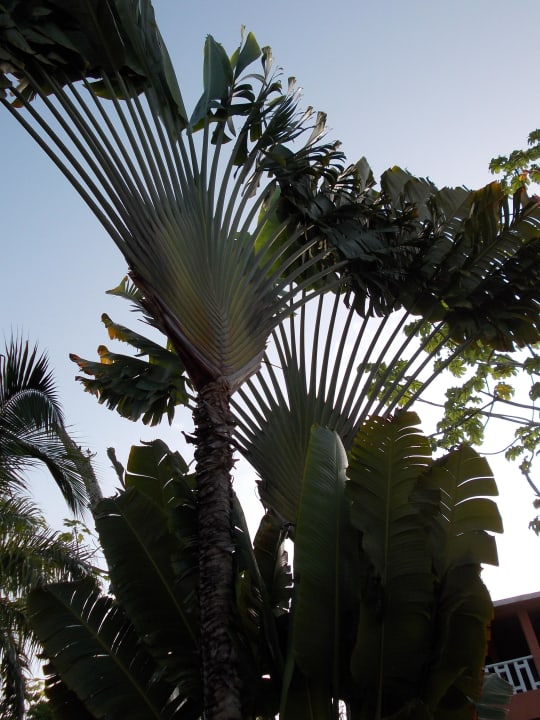 Palmen BelleVue Dominican Bay