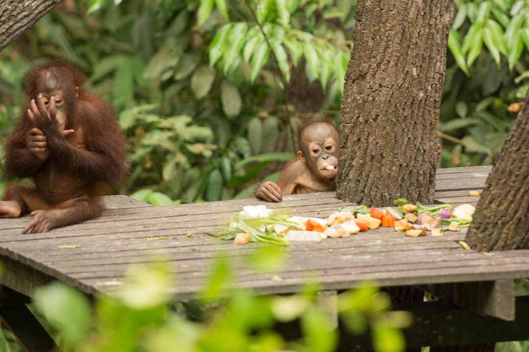 Orang-Utan  Shangri-La's Rasa Ria Resort & Spa