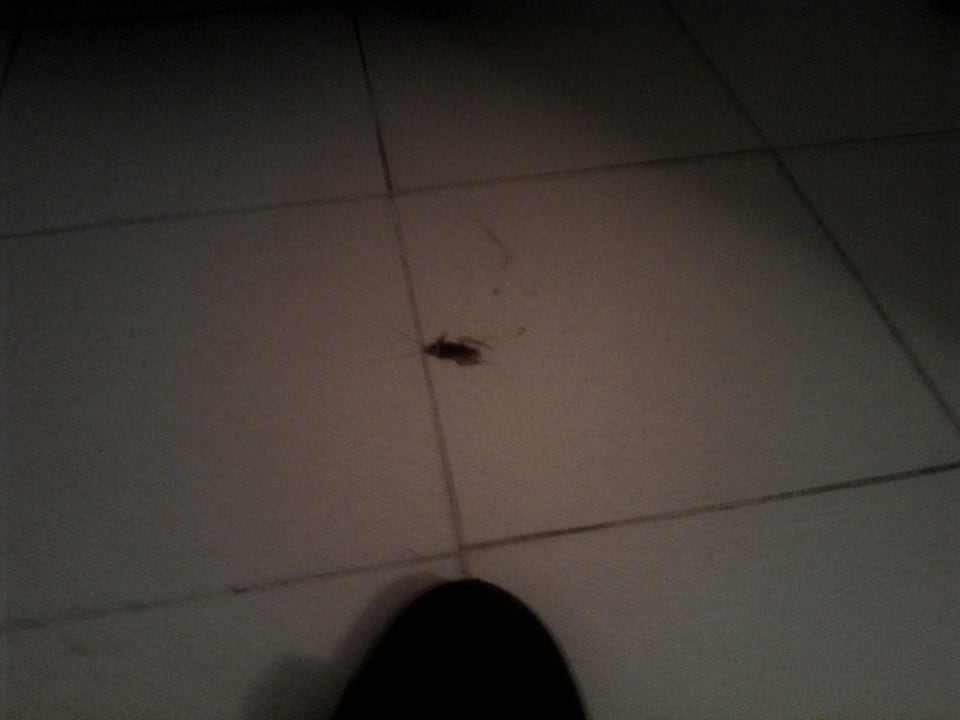 Karaluch w pokoju Hotel Thalia